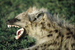 hyena.jpg